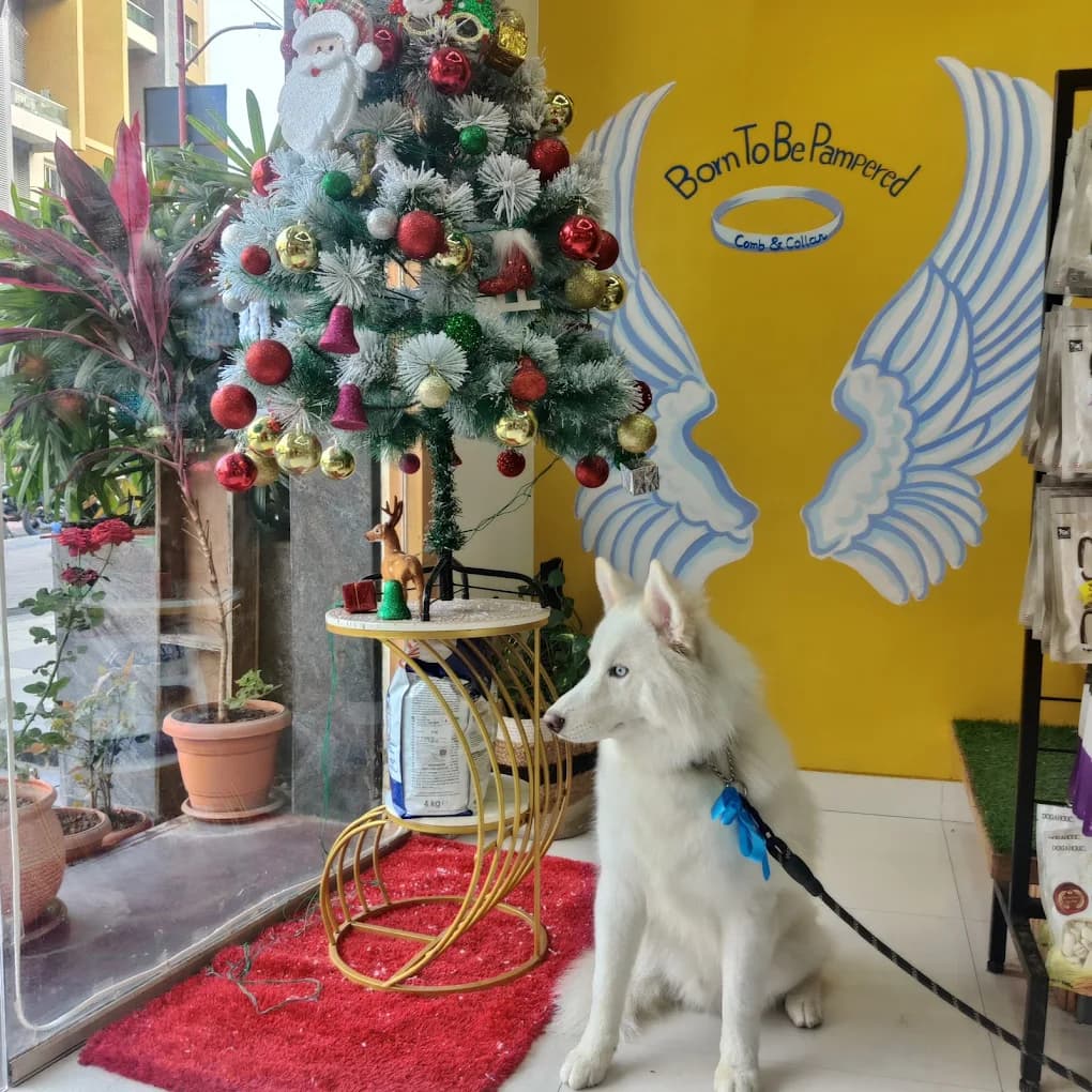Thoughtfully displayed pet essentials, treats, and grooming products at Comb & Collar