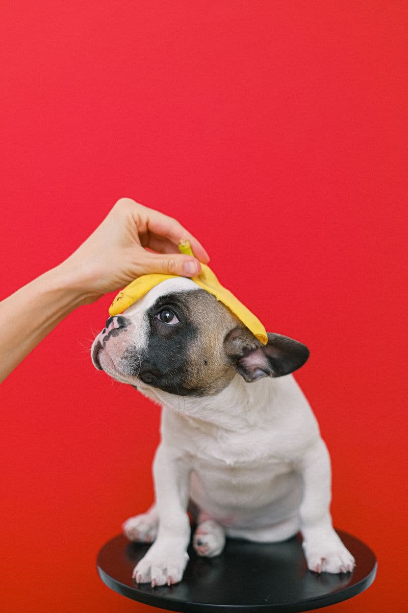 Team member welcoming a pet parent and their dog at Comb & Collar reception