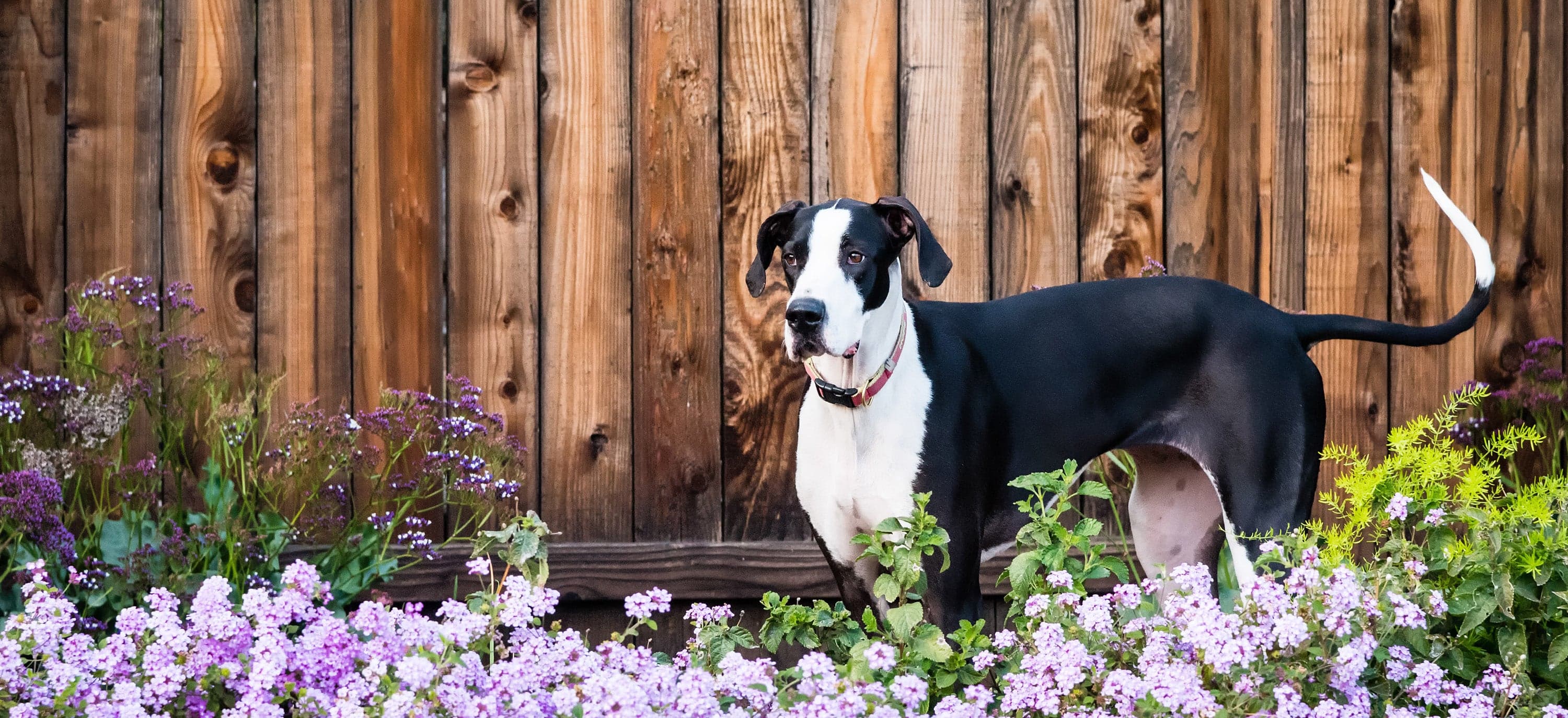Comb & Collar pet salon — a warm, premium grooming and boarding environment in Pune